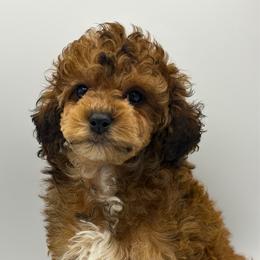 Cuddles - Sable male Poodle puppy in Wheatland, California from Sapphire Ridge Poodles