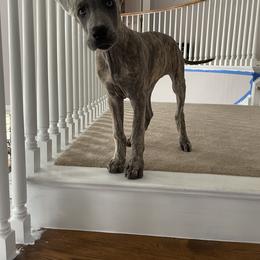 Great Dane Puppies from Starlight Danes