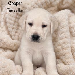 Cooper - Yellow male Labrador Retriever puppy in Camp Verde, Arizona from Cecil's Arizona Labradors