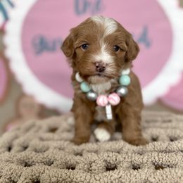 Gingerina - Red female Bernedoodle puppy in Bountiful, Utah from EasyBreezyDoodles