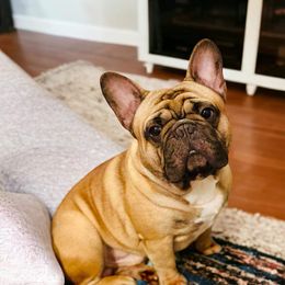 Dusty - French Bulldog