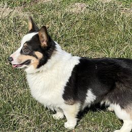 Boone - Pembroke Welsh Corgi