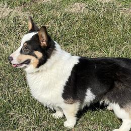 Boone - Pembroke Welsh Corgi