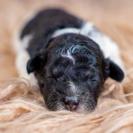 Cider - Tri-color male Bernedoodle puppy in Erda, Utah from Country Lane Doodles