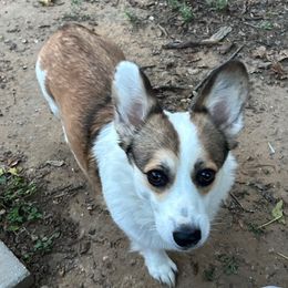 Bean - Pembroke Welsh Corgi