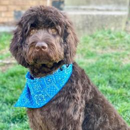 Goldendoodles and Labradoodles from Sweet Baby Doodles