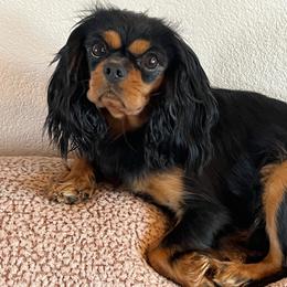 Mimi - Cavalier King Charles Spaniel