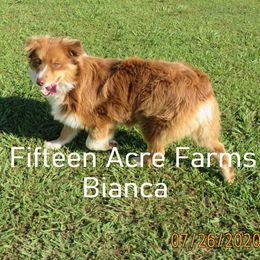 Bianca - Australian Shepherd