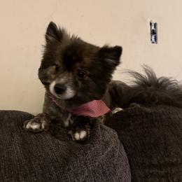 Taz - Pomeranian