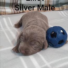 Elliot - Silver male Dilute Retriever puppy in Madras, Oregon from GT Labradors