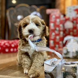 Australian Labradoodle Puppies from Starlight Ridge Australian Labradoodles