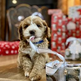 Australian Labradoodle Puppies from Starlight Ridge Australian Labradoodles