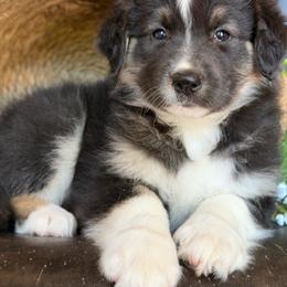 Wrangler-has tail-many videos - Black tri-color male Australian Shepherd puppy in Troy, South Carolina from Australian Shepherds of 3/W Farms