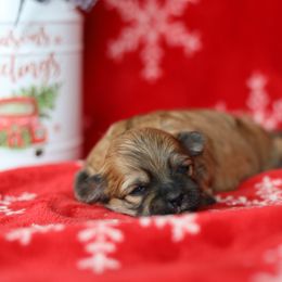 Lainey - Brown female Shichon puppy in House Springs, Missouri from Teddy Bear Cuddles