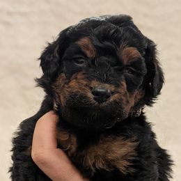 Aussiedoodles, Bernedoodles, Cavapoos, Goldendoodles, and Poodles from Southern Utah Doodles & Poodles