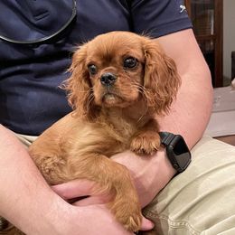 Cavalier King Charles Spaniel Puppies from Kilmaren Cavaliers