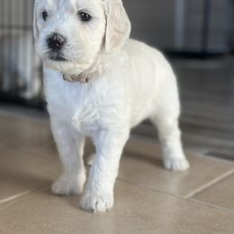 Goldendoodle Puppies from Doodle Love
