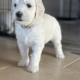 Goldendoodle Puppies from Doodle Love