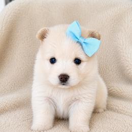 Flo - White female Pomsky puppy in Grass Valley, California from Karalot Pomskies