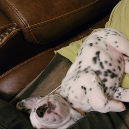 Boy - White and black Dalmatian puppy in Old Fort, North Carolina from Smith's Dalmatians