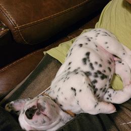 Boy - White and black Dalmatian puppy in Old Fort, North Carolina from Smith's Dalmatians