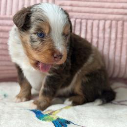 Wren - Red merle female Miniature Australian Shepherd puppy in Melbourne, Florida from True Spirited Aussies