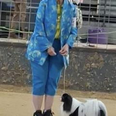 Chihuahua and Japanese Chin All Grown Up from Gift of Gods Favor
