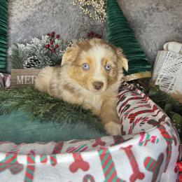 Macallan - Red merle male Miniature Australian Shepherd puppy in California from Eagle River Aussies
