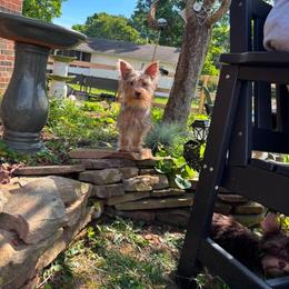 Kevin - Chocolate and tan male Yorkshire Terrier puppy in Knoxville, Tennessee from Little Yorkie Company