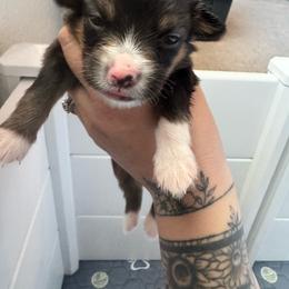 Janis - Black tri female Miniature Australian Shepherd puppy in Reno, Nevada from Battle Born Mini Aussies