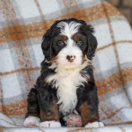 Blade - Tri-color male Bernedoodle puppy in Dundee, Ohio from Down Home Doodle
