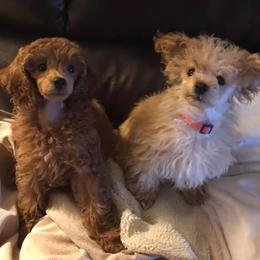 Poodles from Sara Ren’s Poodles