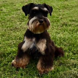 Xara - Miniature Schnauzer