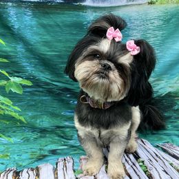 Mya - Black and tan female Shih Tzu puppy in Kettering, Ohio from LaDawn’s Little Lions