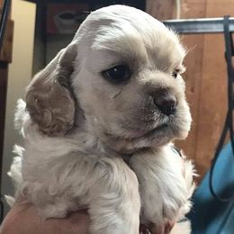 Cocker Spaniel Puppies from Sugarhill