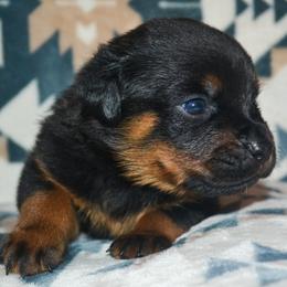 Boy 2 - Black and mahogany male Rottweiler puppy in Ethel, Washington from Titanenheim Rottweilers