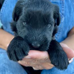 Giant Schnauzer and Miniature Schnauzer Puppies from My Angel Schnauzers