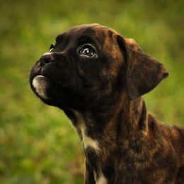 Boxer Puppies from Boxer Boulevard