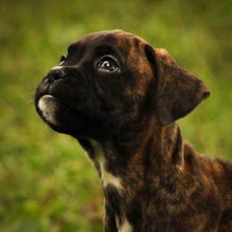 Boxer Puppies from Boxer Boulevard