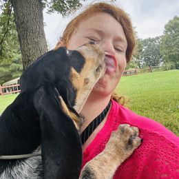 Sliver - Blue ticked and tan male Bluetick Coonhound puppy in Cherryville, North Carolina from Evenstar-WesRidge Bluetick Hounds