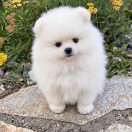 Mitzi x Frosty Male - White male Pomeranian puppy in Pocatello, Idaho from Avalon Pomeranians