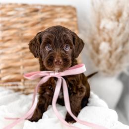 Brewed with love- Vienna - Chocolate female Goldendoodle puppy in Russell Springs, Kentucky from Milk & Honey Doodles