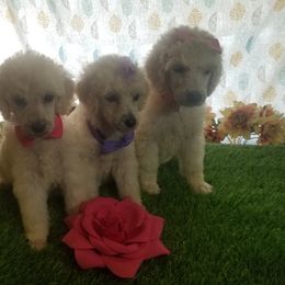 Poodle Puppies from Standard Hearts