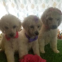 Poodle Puppies from Standard Hearts