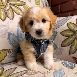 Eddy - Apricot male Maltipoo puppy in Bakersfield, California from Silvia's Maltipoos