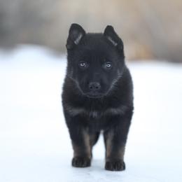 Ryne - Black and tan female German Shepherd puppy in Augusta, West Virginia from Vom Haus Highlands
