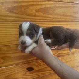 Bruce - Red tri-color male Miniature American Shepherd puppy in Winterhaven, Florida from Mini Aussie Florida