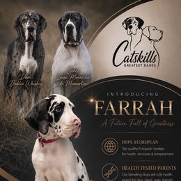 Farrah - Harlequin female Great Dane puppy in Liberty, New York from Catskills Greatest Danes