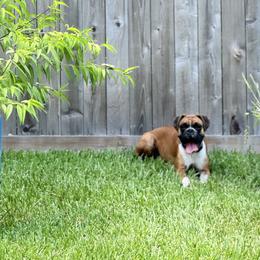 Boxer and French Bulldog All Grown Up from Doggoland