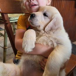 Golden Retriever Puppies from Fiddle In Gold Retrievers